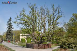 Chráněný strom u Štefánikovy hvězdárny