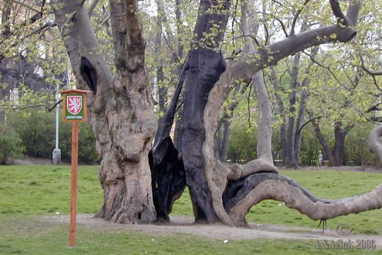 Chráněný strom na Karlově náměstí