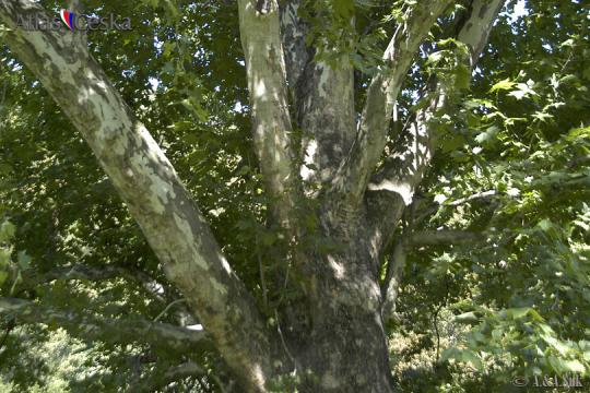 Chráněný strom v Kinského zahradě - 