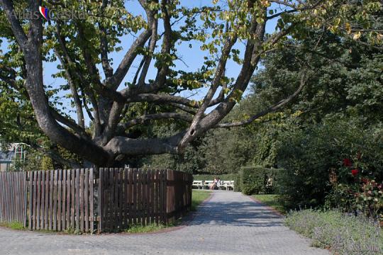 Chráněný strom u Štefánikovy hvězdárny - 