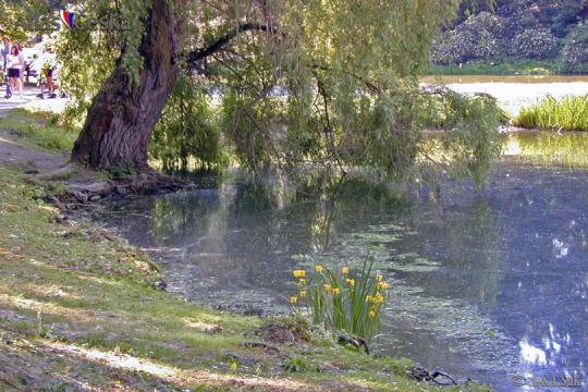 Podzámecký rybník - 